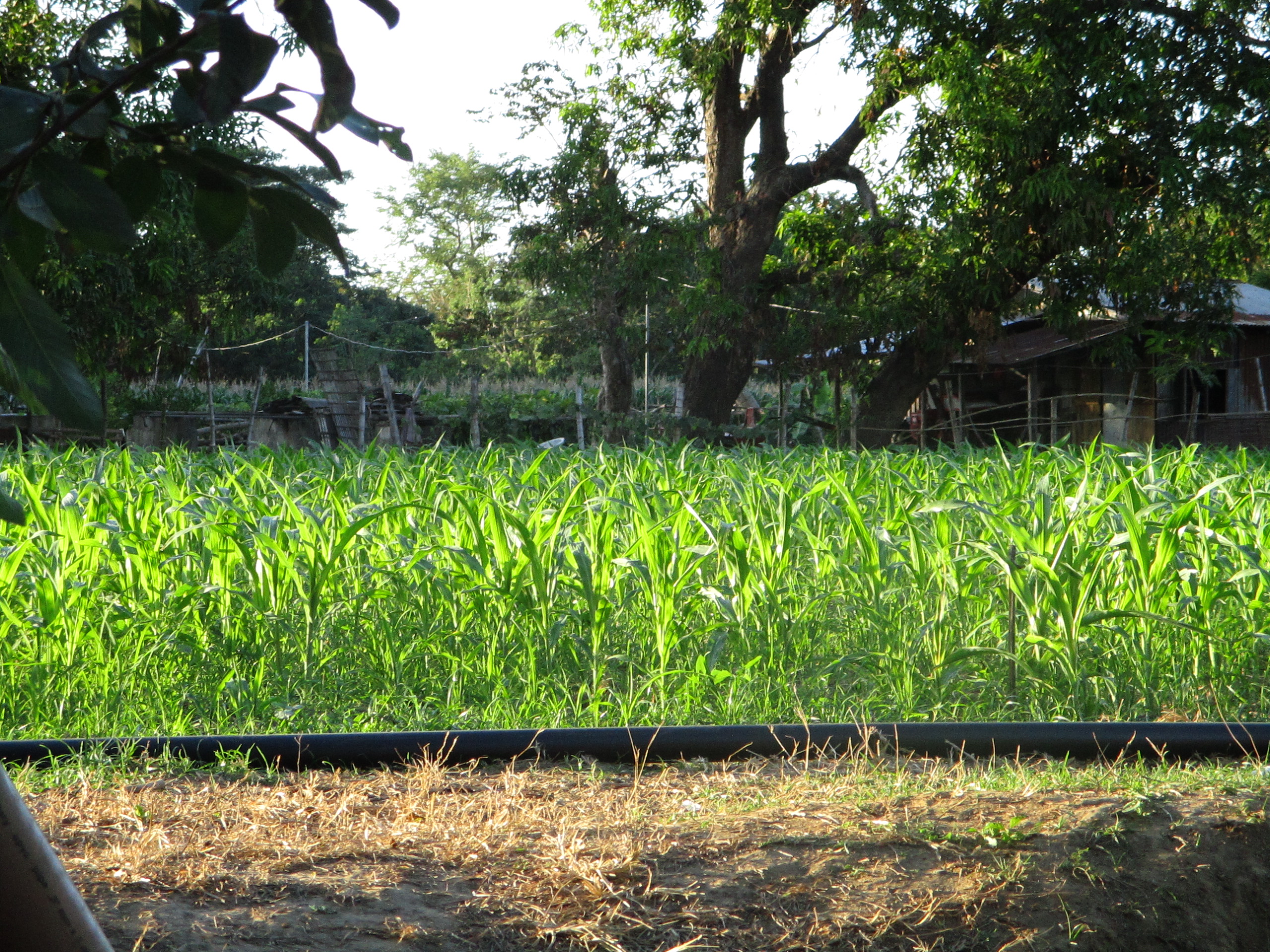 Brother Connell’s mais