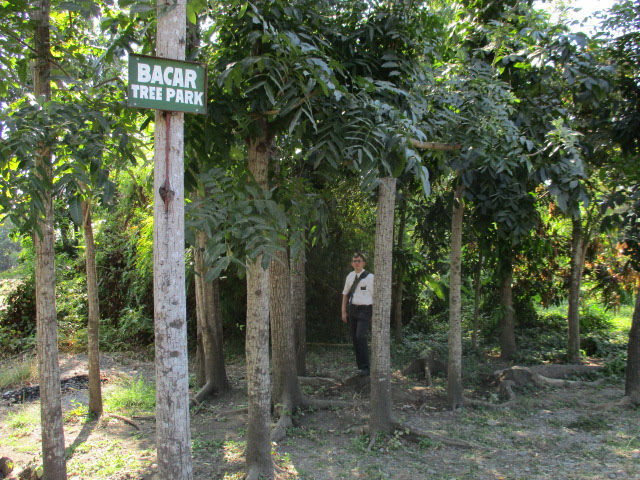 Barangay Bacar Tree Park