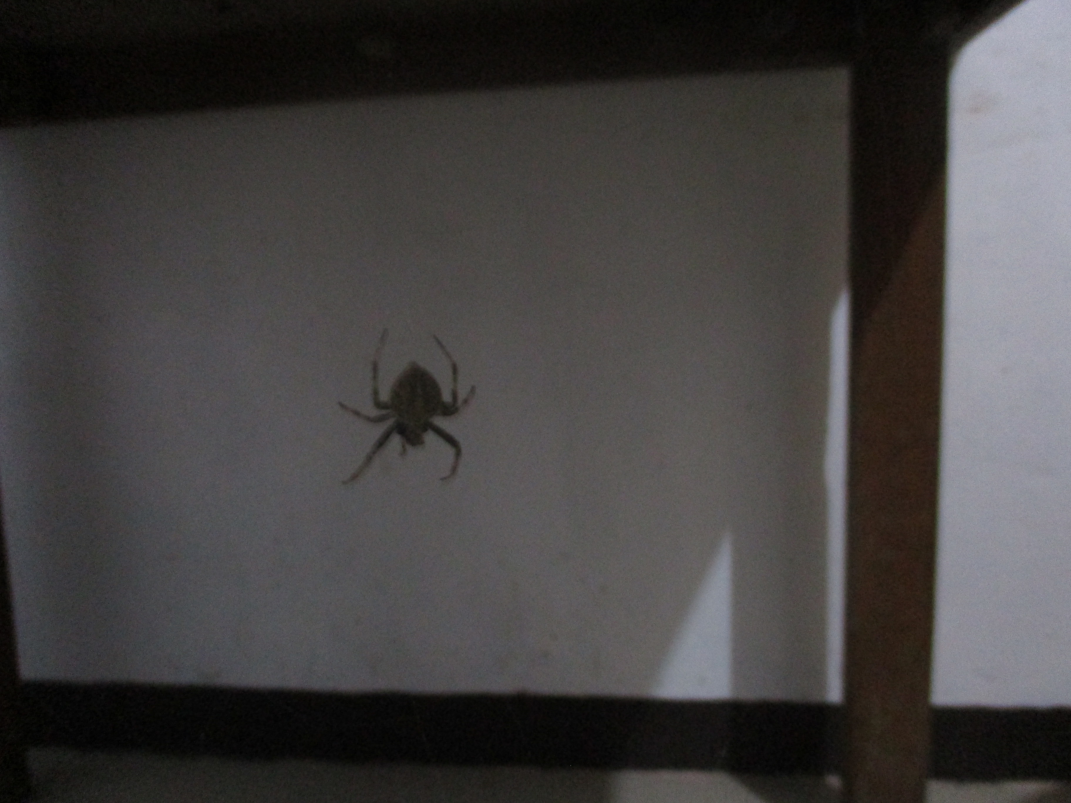 spider