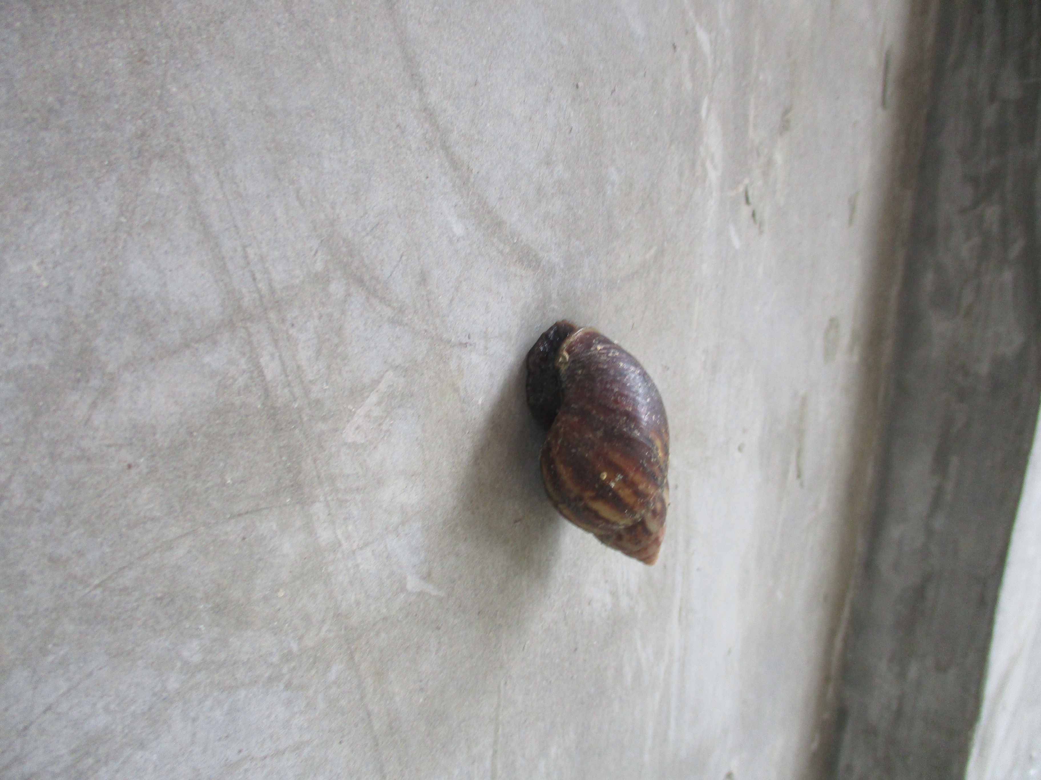 snail